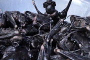 【動画】コウモリの食べ方。コウモリはこうして料理するとうまいらしい。