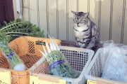 「これだから日本が大好きなんだ」猫が野菜販売する様子が話題に
