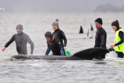 豪・タスマニア島に打ち上げられたクジラはついに500頭　過去最多記録を大幅に更新  [9/24]