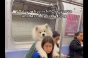 ニューヨークの地下鉄「カバンに入らない犬は地下鉄禁止」←大型犬「・・・」