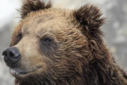 【画像】クマ界のラスボス、ついに姿を見せた模様