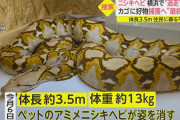 【一安心】アミメニシキヘビがようやく発見！飼い主が改めて謝罪