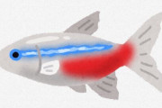 アクアリウムの入門魚がネオンテトラという風潮