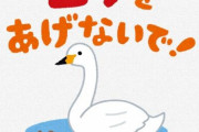 【朗報】田んぼ脇の用水路で出られなくなっていた2羽の白鳥、自力脱出。千葉県四街道市