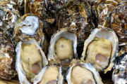 【朗報】東京湾の牡蠣、ブランド化ｗｗｗ