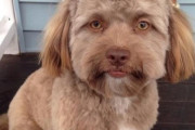 【衝撃画像】人の顔のような犬が話題に　想像以上に人に見える！！！！！　誰に似てる？