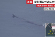 大阪・淀川河口付近でクジラ回遊中　体長8mほどか　大阪海上保安監部の小型艇が監視中　迷い込んだか