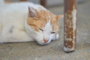 近所の猫が夜這いに来る