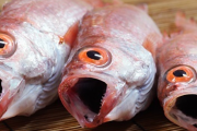 【画像】ノドグロって魚食べた結果ｗｗｗｗｗ
