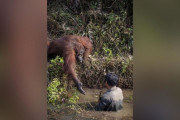 オランウータンさん、ヘビだらけの川に落ちた人間に手を差し伸べる