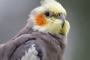 インコ（安い、大人しい、喋ってくれる）こいつが天下取れなかった理由