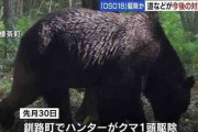 【苦情】「クマがかわいそうだろ！」 牛喰いヒグマのオソ18駆除で、ハンターらに批判殺到