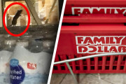 米大手小売店の倉庫にて無数のネズミ死骸が！告発した従業員は解雇…[海外の反応]