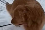 ネコと犬、雪の中で一緒に遊ぶにはどうするの？ 引け引け～い♪ → こうします…