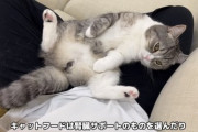 【闇深】もちまる日記さん、4か月も投稿停止していたサブチャンで急に子猫達の動画を投稿し始める…