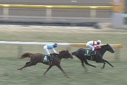 【競馬・中山記念】ダノンキングリーを本命にする奴ってセンスが無さすぎるよな