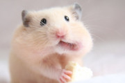 【画像】うちのハムスター見て