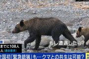 「人を食べる習慣を持つクマが増えている」全国的に増えるクマの人的被害「明らかに局面は変わった」と識者 市街地中心部、マンションや地下鉄駅前にも出没