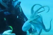 【動画】タコ、人間に懐いてしまう