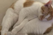 【ねこGIF】飼い主さんにプレゼントを持ってくる美猫さん…少し照れているようなご様子ですwww