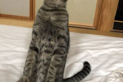【ねこ画像】正座ねこ・・・猫背は？、なんかそっくりなおもちゃ、ねこのスパーリング ほか