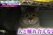 【画像】お前らみたいな猫見つかる・・・・・