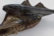 深海魚さん、怖すぎる...