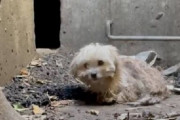 【感動】YouTuberさん、用水路で捨て犬を発見し保護してしまう