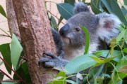 【画像】毛を刈られたコアラｗｗｗｗｗ