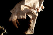 古代のネコ科動物、ヤバすぎるｗｗｗｗｗｗｗｗｗｗｗ