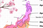 海外「桜を見ながら日本で1ヶ月過ごすのが夢です」2023年の桜開花予想（海外の反応）
