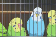 関係会社3社の担当がZoomで打ち合わせすることに → うち1人の飼ってるインコがヤバイことを言い出して終わるｗｗｗｗｗ