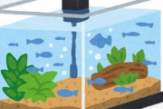 海外のYoutube動画によく出てくる「Glo Fish」とかいう魚派手すぎる・・・