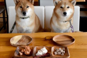 森永、人も犬も食べられるおやつを発売へ