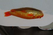 野生の金魚つかまえて食べたけど質問ある？