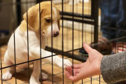 【朗報】飼い主「いい人に拾われろよ」犬「クゥン…」→結果ｗｗｗ