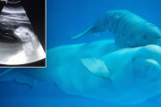 【アメリカ】シロイルカの赤ちゃん、超音波検査映像で可愛らしい姿をお披露目　米水族館のシロイルカが妊娠し話題に（動画あり）