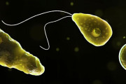【アメリカ】脳をむしばむアメーバの感染者を確認　米フロリダ州　(CNN)