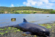 母イルカが油まみれの子供を助けようと必死にもがく　重油流出のモーリシャス沖より悲痛な映像が届く