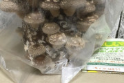 しいたけ栽培キット楽しすぎワロタwwwwwwwwwwww