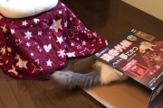 【画像】ネッコさん、専用のコタツを買ってもらいご満悦ｗｗｗｗｗｗｗ