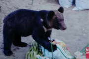 【北海道砂川市】「庭にクマがうろついている」今度はナシを食べられ肥料を持ち去られる。
