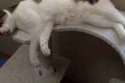 【ねこ画像】キャットタワーでごろごろ、ごろごろこねこ ほか【再】