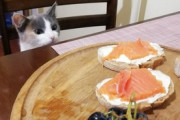 【ねこ画像】盗み食いの現場を取り押さえられた猫さん…全く反省してないご様子ですねwww