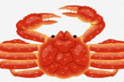 日本人はまだ、ベニズワイガニを知らない(´・ω・`)
