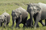 野生のアジアゾウ18頭の死体見つかる、落雷が原因か　インド・アッサム州