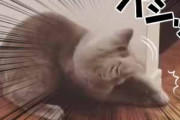 うちの猫が「ルンバ」を待ち伏せしていた。こうやって捕まえてやる。猫のイメトレはバッチリだ！ → 結果…