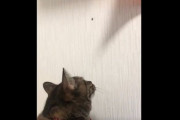 【動画】猫のハエ獲り、すごい