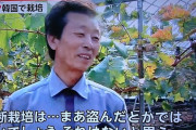 日本が開発したシャインマスカット、韓国がロイヤリティ無しで勝手に栽培し過去最高の売上達成…立憲民主党「俺たちが種苗法改正案潰したおかげです！」