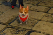 【FF14】6.3実装のコーギーミニオン、めちゃくちゃ可愛いと大絶賛！お尻もたまらんというヒカセンも